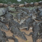 Mamallapuram_135